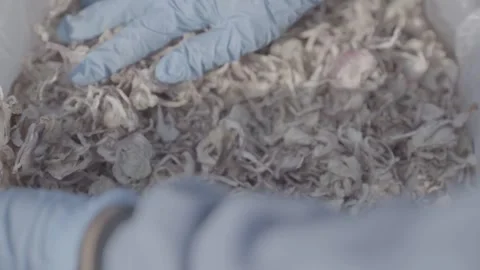 Worker inspecting dehydrated onion slices in storage bag Stock-Footage 327443644