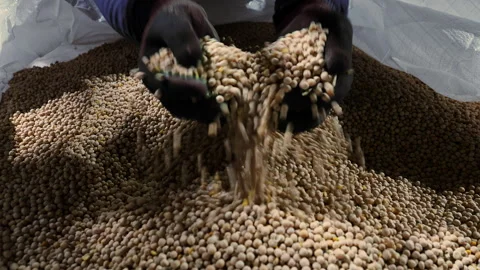 Worker Inspecting Dried Peas by Hand in Bulk Storage. Stock Footage 345040788