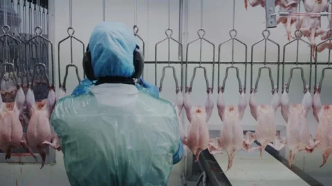 Worker Inspecting Poultry Processing Line in Industrial Food Production Facility Stock Footage 335223683