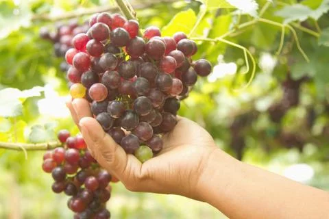 Worker inspecting  ripe grapes ready for harvest Stock Photos