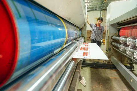 Worker Inspecting Semi-finished Printed Cartons in Carton Production Workshop Stock Photos