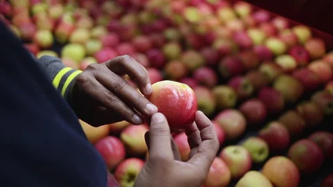 Worker inspects washed apple from food processing facility conveyor Stock Footage 304566579