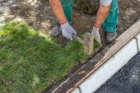 Worker installing sod Stock Photos