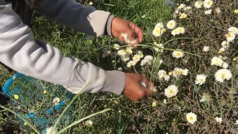 Worker keep white chrysanthemum 스톡 동영상 78674616