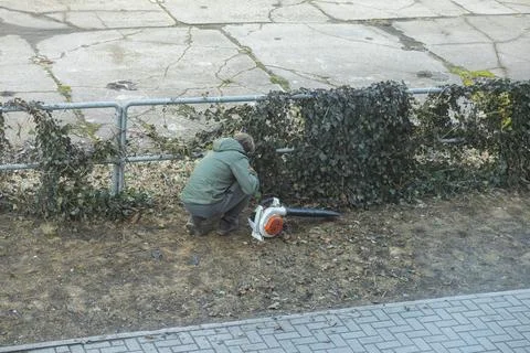 A worker kneels while pruning ivy on a metal fence in an urban area, using a Stockfoto's