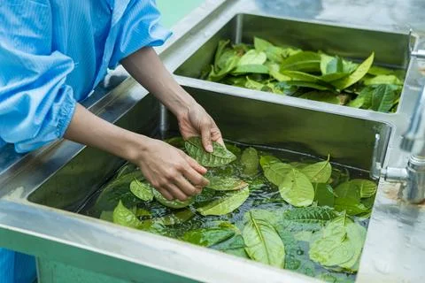 Worker labors in a tea processing factory in Gia Lai, Vietnam Stock Photos