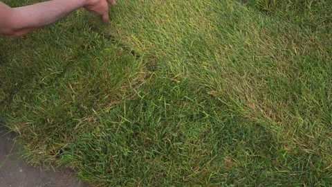 A worker lays a rolled lawn in the yard of the house Stock Footage 310871385