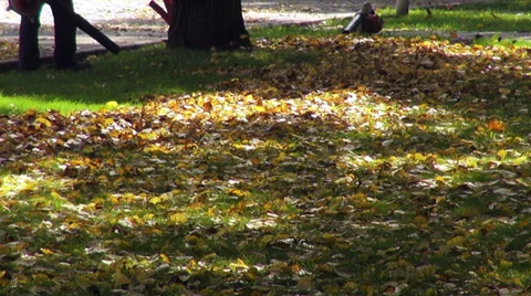 Worker with leaf blower in the park, cleaning up dead leaves, autumn colors Stock Footage 34970404