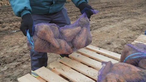 Worker lifting a bag of sugar beets on a muddy field, wearing protective gloves Stock Footage 301394386