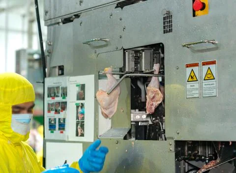 Worker loading drumstick to automate remove bone machine. Stock Photos