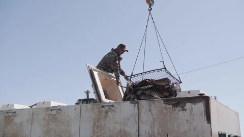Worker loading fresh fish into transport container. Stock Footage 322792770