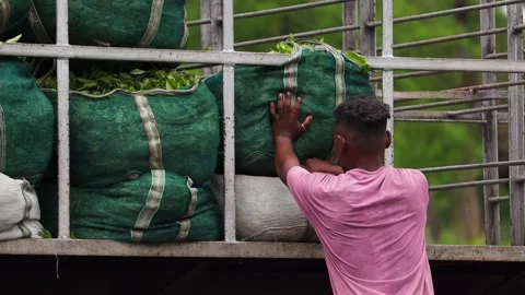 Worker Loading Fresh Tea Leaves Onto a Truck Video stock 341674998