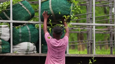 Worker Loading Fresh Tea Leaves Onto a Truck Stock Footage 341675119