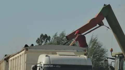 Worker loading wheat on truck Stock Footage 125066411