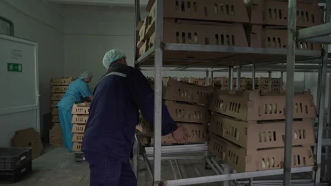 Worker Loads Boxes Of Poultry For Processing And Sale Onto Industrial Trolley Stock Footage 271129726