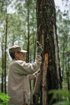 A worker is looking for rubber in a tree Stock Photos