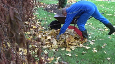 Worker man in jacket load rusty barrow with autumn leaves compost material. 4K Stock Footage 62243262