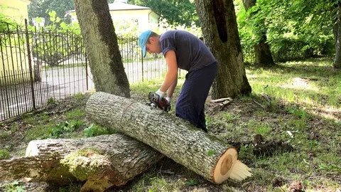 Worker man sawing tree trunk into pieces with chainsaw Stock Footage 75772834