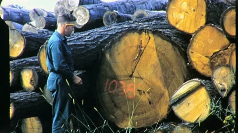 Worker Man Uncut Timber Sawmill Yard 60s Vintage Film Movie Footage Trump 1389 Stock Footage 8996782