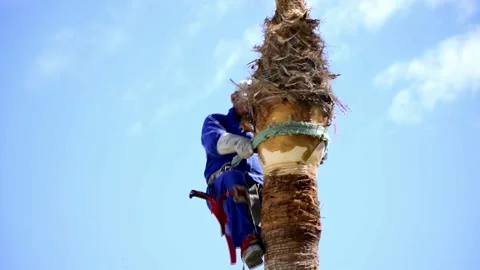 Worker man working at the top of a palm tree pruning the leaves 库存影片 132788911
