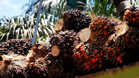Worker Manually Arranging Fresh Palm Oil Fruit Bunches on Truck for Transport Stockbeeldmateriaal 329086467