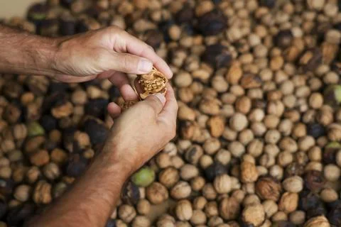 Worker manually cracking wallnuts. Stock Photos