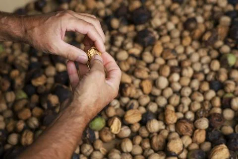 Worker manually cracking wallnuts. Foto stock