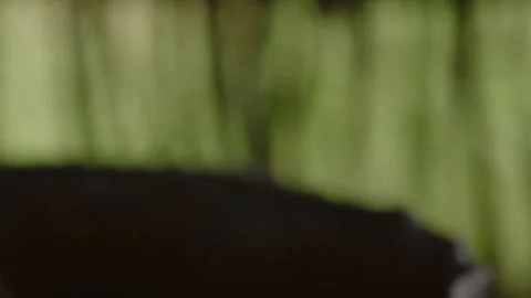 Worker manually extracting crude oil in Myanmar Stock Footage 332771323