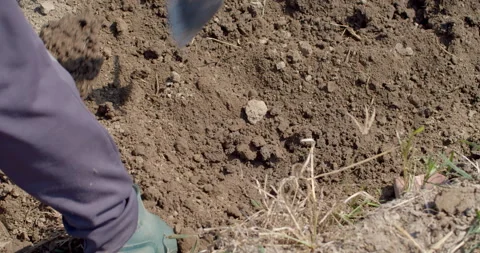 A worker manually refines planting rows after tractor tilling, ensuring precise  Stock Footage 323344133