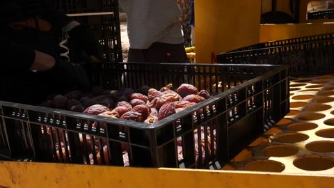 Worker manually sorting tray full of large organic fresh Medjool dates, Stock Footage 224104880