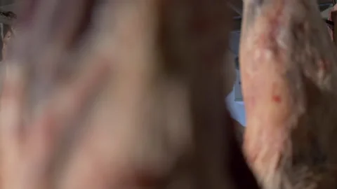 Worker in mask moves suspended beef carcass, meat processing plant. Butcher in Stock Footage 156054749