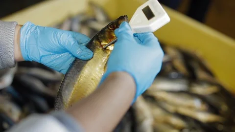 Worker measures the temperature of the fish. Fish Processing Plant at modern Stock Footage 122061745