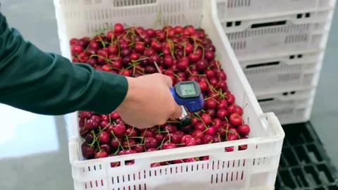 Worker measures wild cherries temperature nitrate content Stock Footage 157093565