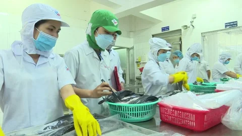 Worker Measuring Fish Temperature on Seafood Production Line Stock Footage 344949830