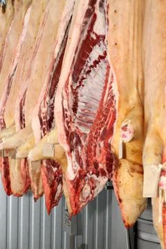 A worker at the meat processing factory, prepares sausages at the work table Stock Photos