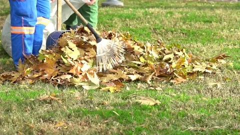 Worker men stuffing dry leaves into material bag sack in house backyard. Stock Footage 84090245