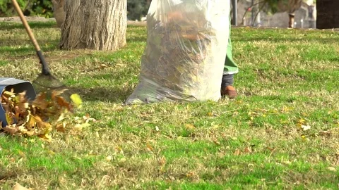 Worker men stuffing dry leaves into material bag sack in house backyard. Stock Footage 84094821
