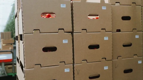 A worker in a modern greenhouse marks boxes of tomatoes with barcodes. Stock Footage 277599159