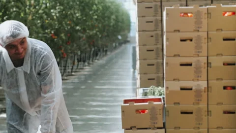 A worker in a modern greenhouse stacks boxes of tomatoes. Stock Footage 277598836