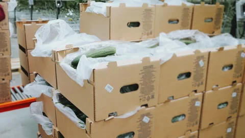 A worker in a modern greenhouse stacks boxes of cucumbers. Stock Footage 277599073