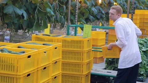 Worker moves about boxes with harvest in greenhouse. Stock Footage 77626359