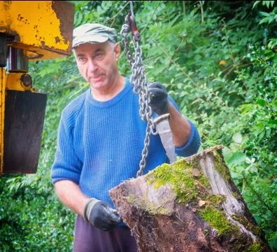 A worker moves a large log to a chain for splitting in a machine. Stock Photos