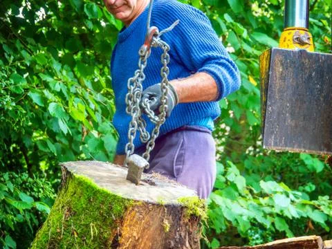 A worker moves a large log to a chain for splitting in a machine. Stock Photos