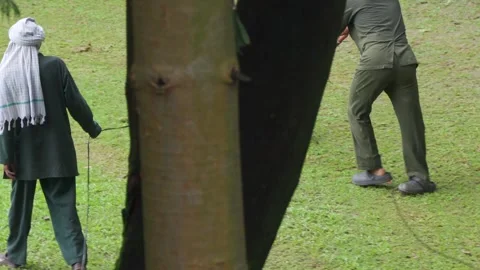 Worker mowing grass in a tree lined park Stock Footage 344530163