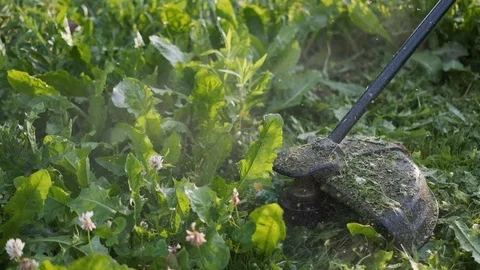 Worker mowing grass trimmer. Slow motion. Sunset with sunbeams. Stock Footage 112196627