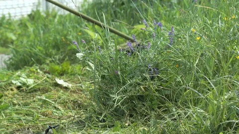 Worker mowing a grass using a trimmer outdoors Vídeo Stock 77374561