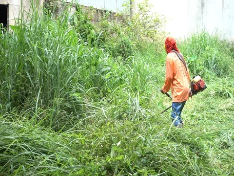 Worker mowing the grass.Worker cutting grass in garden. 库存影片 77701501