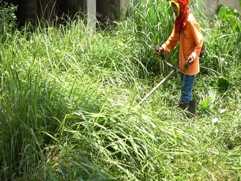 Worker mowing the grass.Worker cutting grass in garden. 库存影片 77701560
