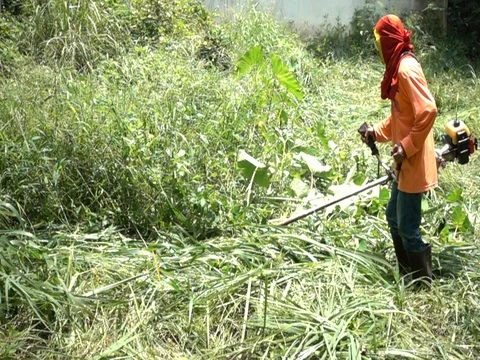 Worker mowing the grass.Worker cutting grass in garden. 库存影片 77701821