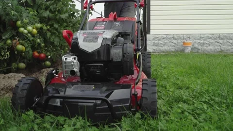 Worker mows the lawn pushing the lawn mower near tomato Video stock 137978752